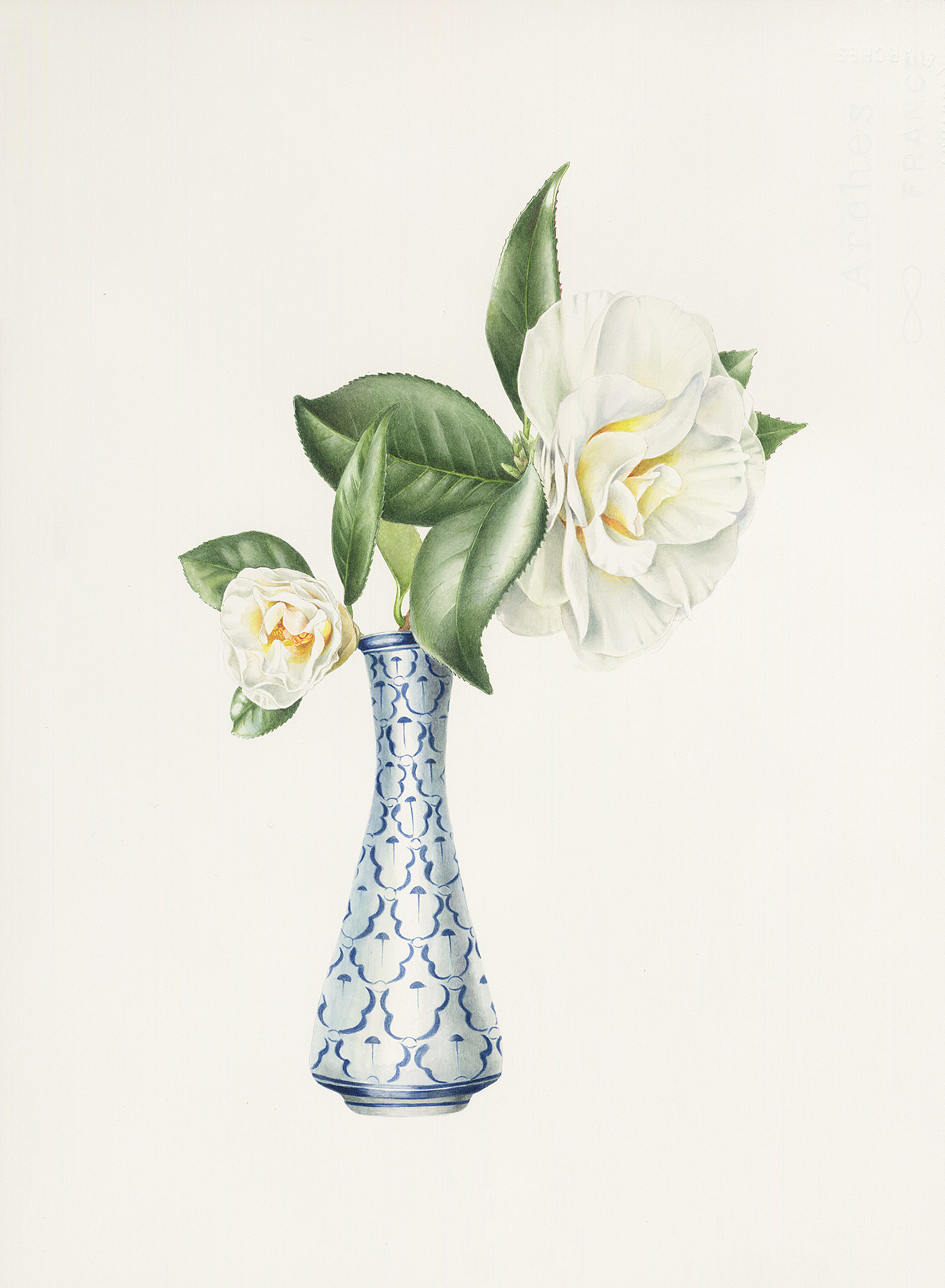 Two camellias