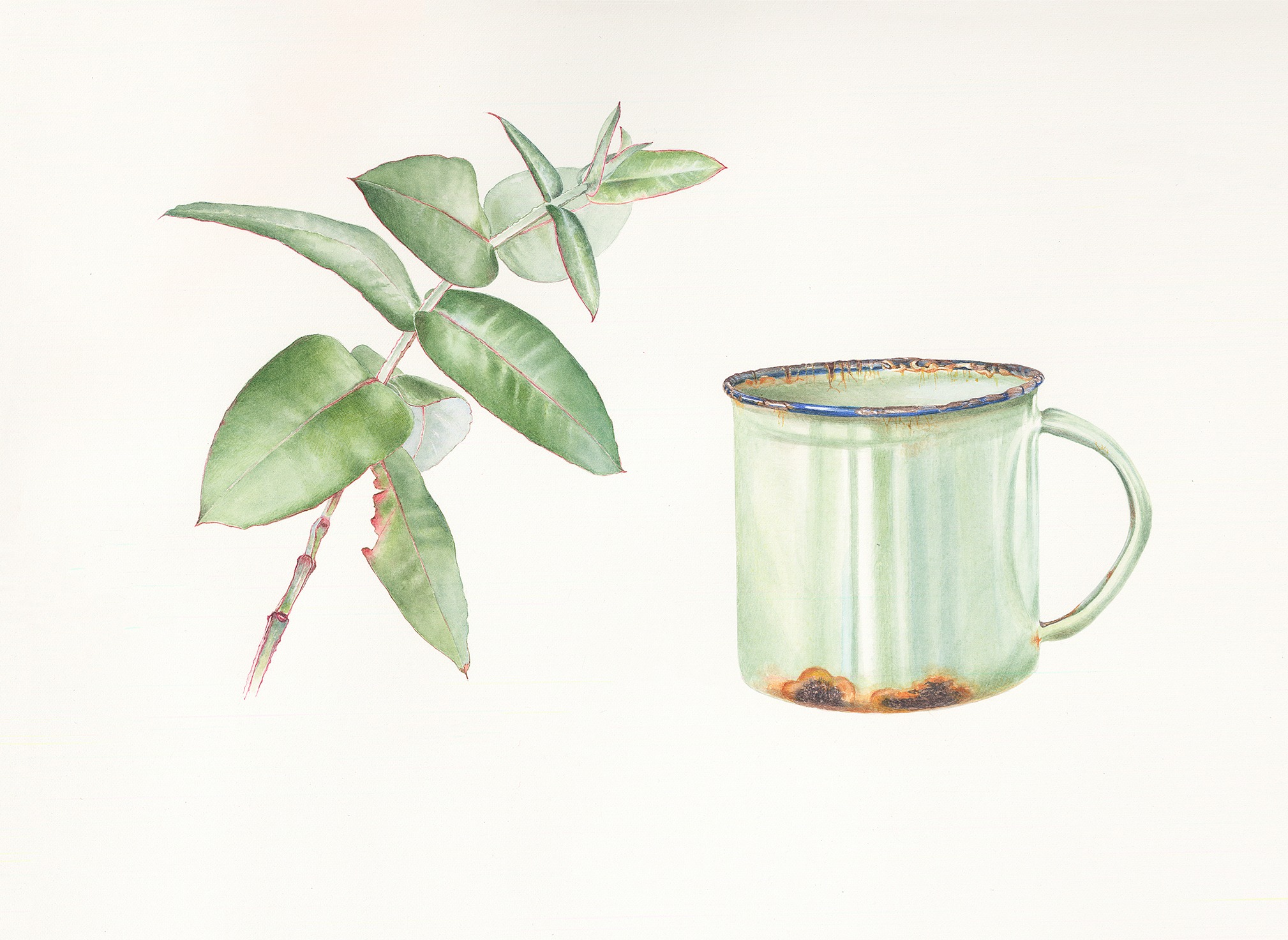 Gum leaves and enamel cup