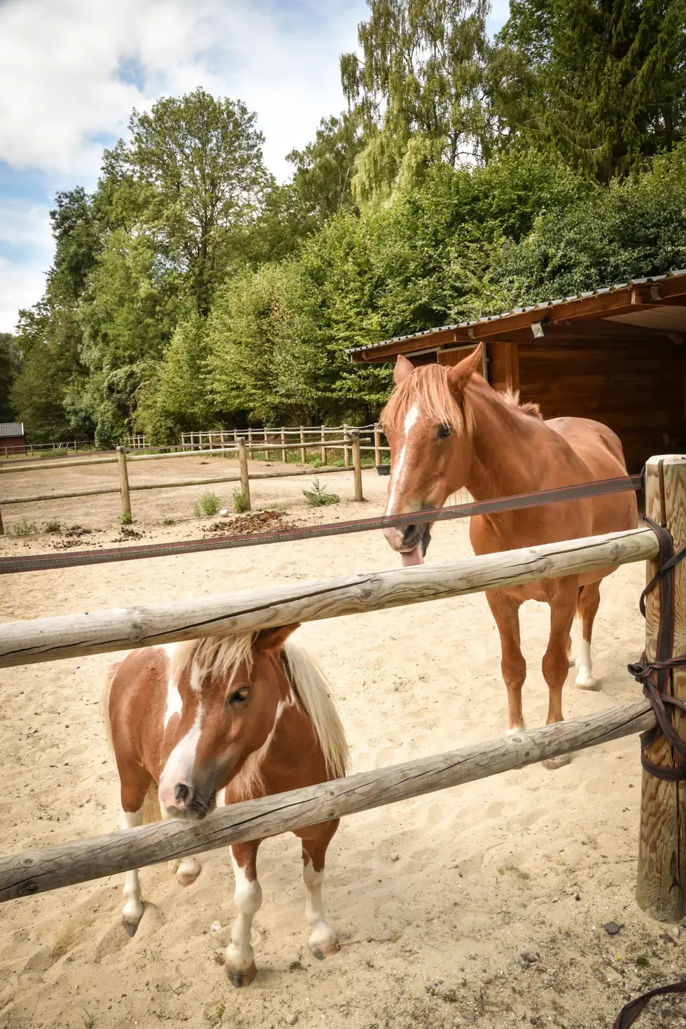 Balade à poney avec enfants : photographe activité plein air | promenade à poney dans un camping familial