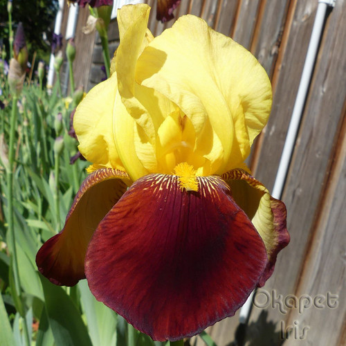 Accent okapette iris