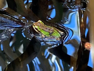 JUMP for Joy! Don’t FROGET About Amphibians at Green Seattle Partnership Sites