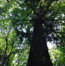 When Seattle Heats up, its Forests Stay Cool