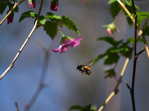 The Native Pollinator Habitat Restoration Guide