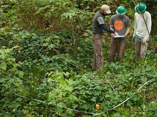 GSP Long-Term Monitoring Tells a Story of Improving Forest Health