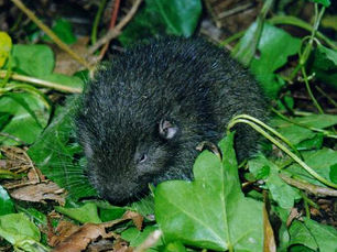 Minimizing Mountain Beaver Damage