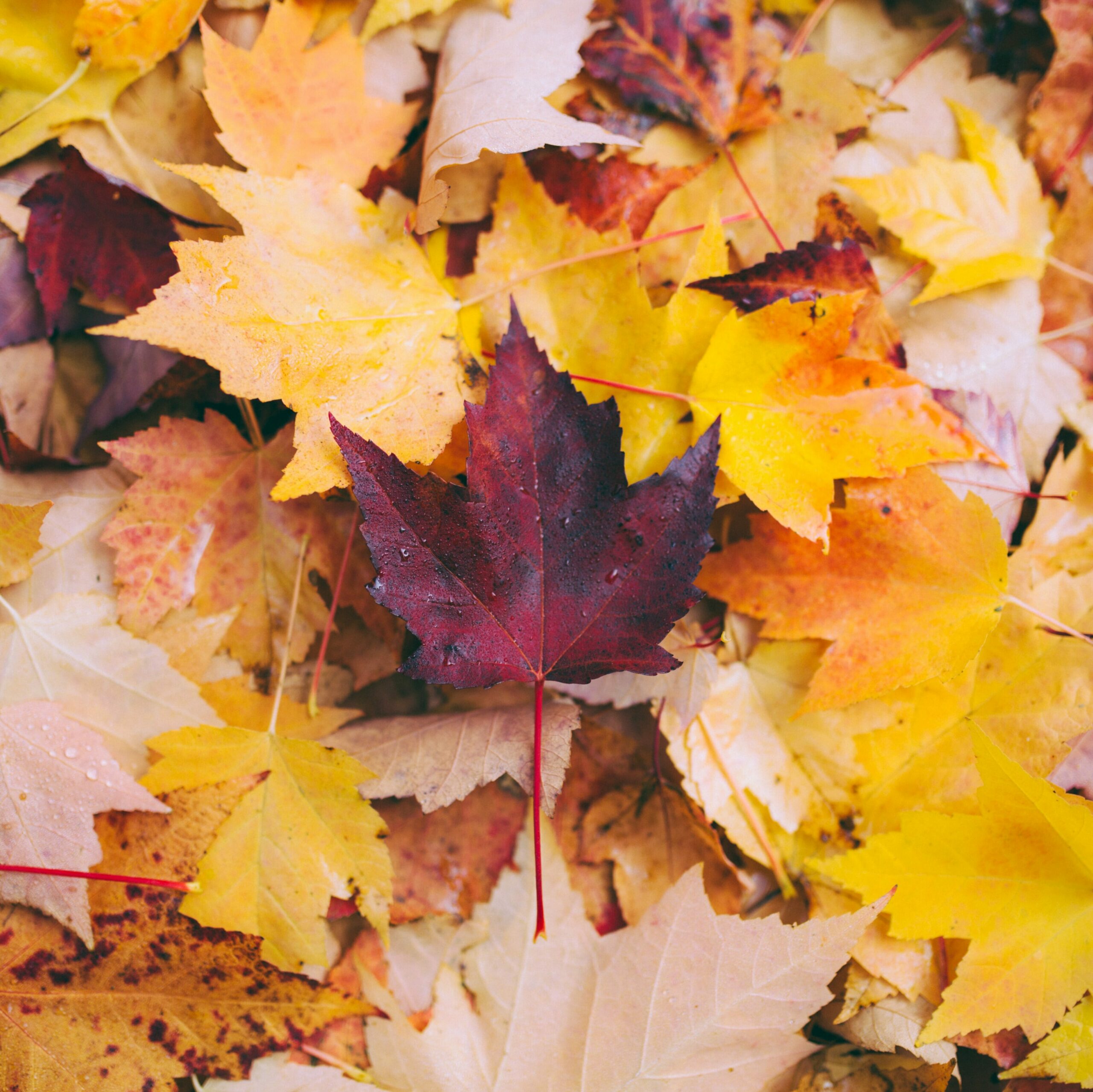The Seasonal Shift: Autumn Equinox 2022