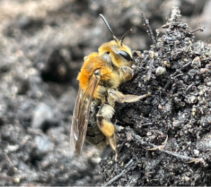 Beyond Honeybees: How to Protect our Underrated Pollinators
