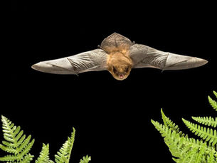 Happy Autumn! Dive into Bat Ecology in the Pacific Northwest