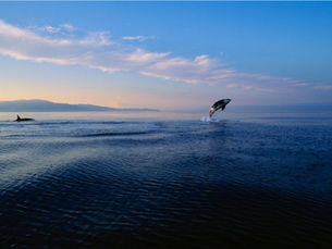 Orca Action Month