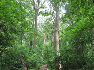 Seattle Joins 11 American Cities to Discuss Care of City Forests