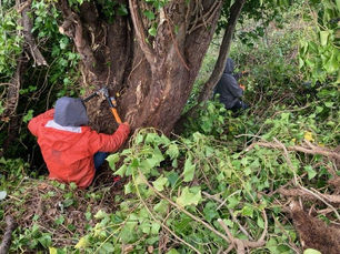 Closing in on 50,000 Survival Rings: How it Helps Our Forests Thrive!