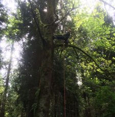 Pollution Found in our Mosses Reveals Seattle’s Traffic Impacts