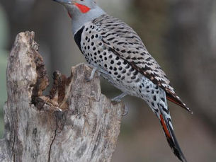 Flickers, wetlands, and trees: Our new restoration sites benefit entire urban havens