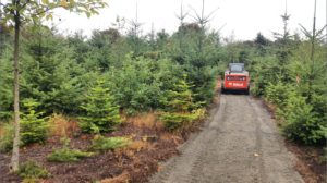 Bird Alley Restoration in Discovery Park
