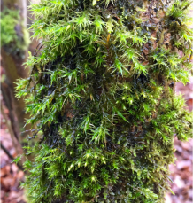 Metals in our Moss? Ecological study gives insights into urban pollution