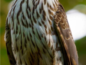 The Seahawks aren’t the only Hawks in Seattle