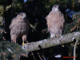 Cooper’s Hawks in our Parks: Results from the 2017 Survey