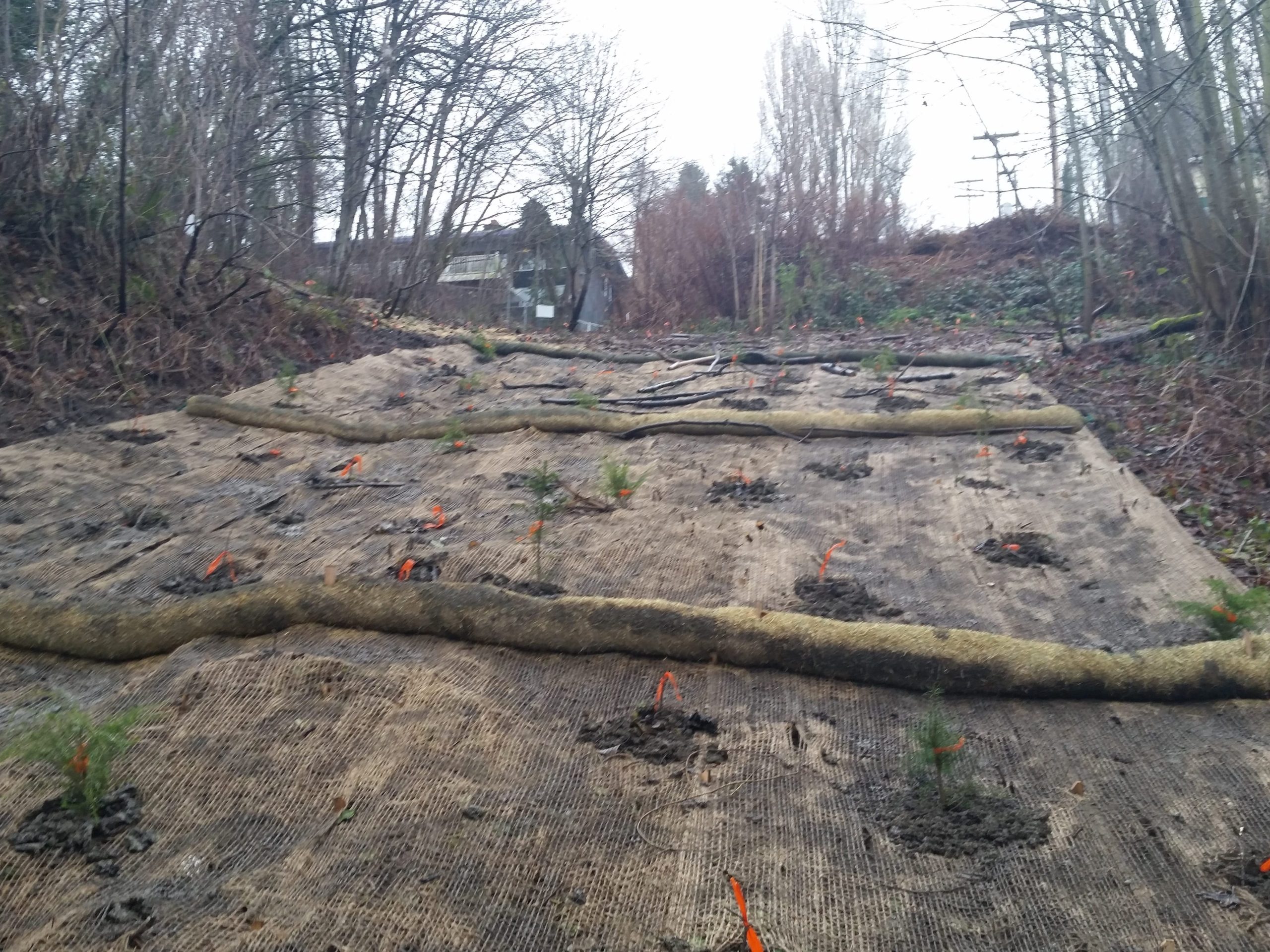Foresting Seattle: A United Effort to Reforest Seattle’s Low Canopy Neighborhoods