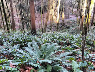 Seedling Survival in Seattle Parks