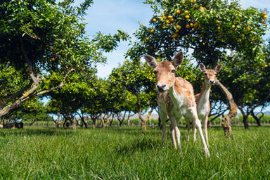 Mother and daughter fallow deer at St Leonards Vineyard Cottages in Marlborough New Zealand