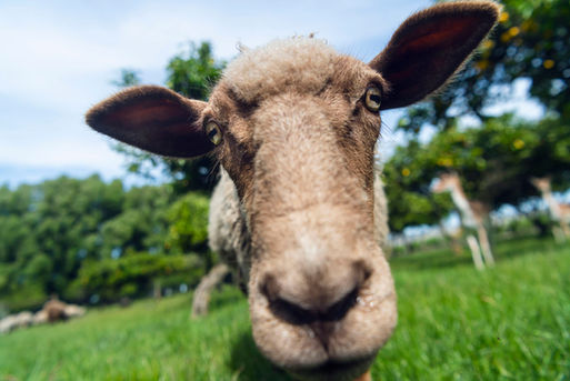 Brown sheep in lemon orchard at St Leonards Vineyard Cottages in Marlborough New Zealand
