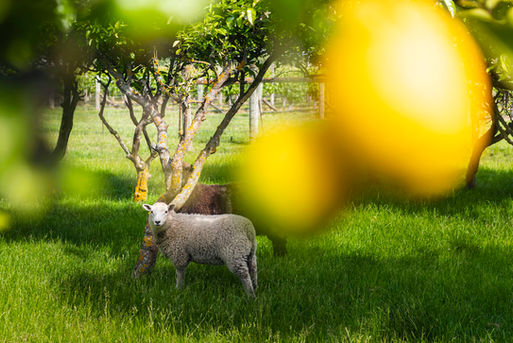 Sheep in lemon orchard at St Leonards Vineyard Cottages in Marlborough, New Zealand