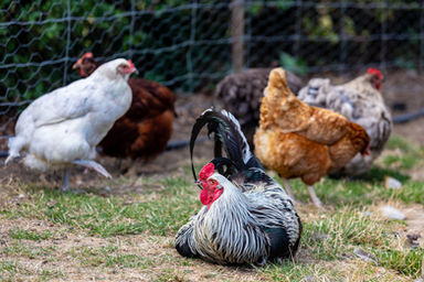 Rooster sits on ground by hens at St Leonards Vineyard Cottages in Marlborough, New Zealand