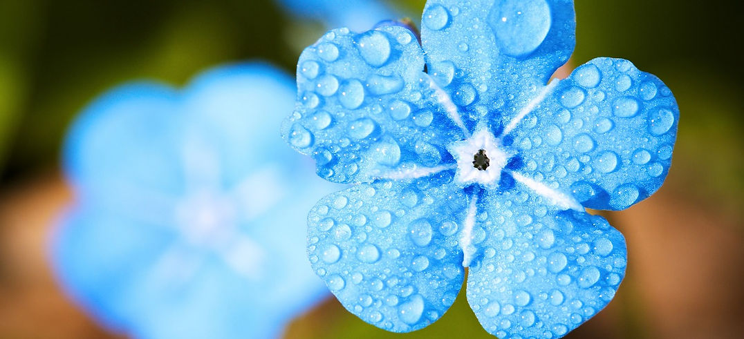 blue-flower-2197679_1280.jpg