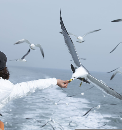 Mouettes en vol sur la côte bretonne - Expériences Bretagne