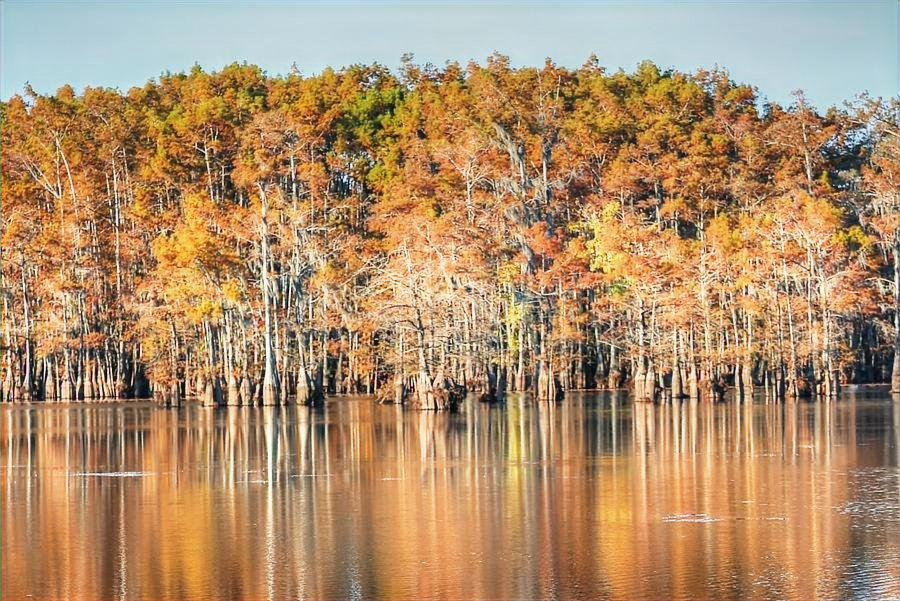 louisiana-autumn-cypress-reflection-ester-rogers_edited.jpg