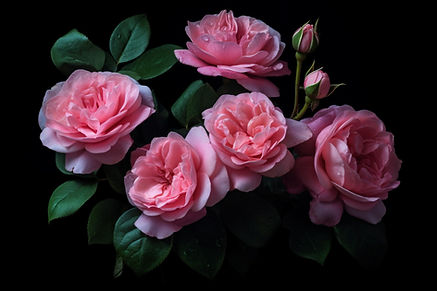 vecteezy_pink-roses-on-a-black-background_30644253.jpg