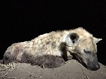 Night hunt South Africa