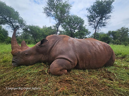 Rhino hunt South Africa Limpopo Big Game Safaris