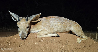 Sharpes Grysbok.jpg