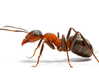 ants.jpg