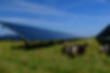 sheep and solar (by Snapshot freddy on Shutterstock).jpg