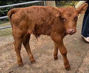farm animal