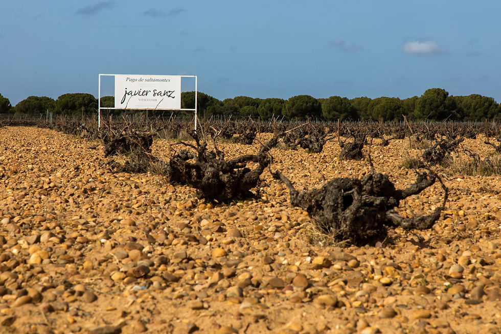 Javier Sanz Viticultor, vino, uvas, viñedo