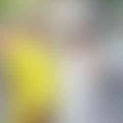 fudis gourmet truck festival