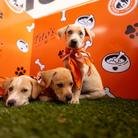 centro de adopción y experiencias para perros