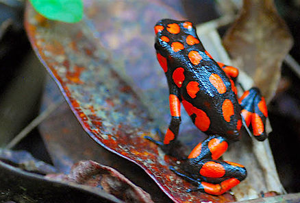 Colombia, Panamá, San Blas, Caribe, Amazonas, Pacífico colombiano, Nuquí, selva tropical, delfines rosados, comunidades indígenas, cultura Guna, islas paradisíacas, playas vírgenes, aguas turquesas, naturaleza salvaje, biodiversidad, aventura, navegación, selva y mar, cultura ancestral, tradiciones locales, experiencias auténticas, pueblos originarios, fauna exótica, paisajes tropicales, ecoturismo, viaje de autor, turismo sostenible, América Latina, viaje a Colombia, viaje a Panamá, circuito Colombia y Panamá, DMC Colombia, DMC Panamá, San Blas Guna Yala, Alma Nativa Latam.
