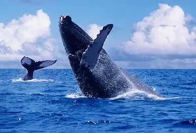temporada-de-ballenas-en-colombia_40325396_20220717085630.jpg.webp