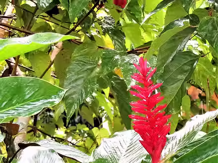 Alma Nativa Latam / Tortuguero