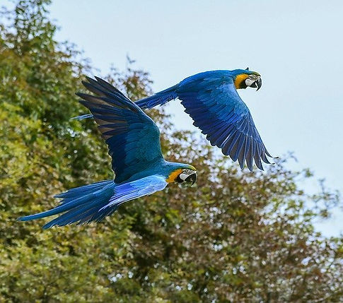 parrot-2892028_640.jpg