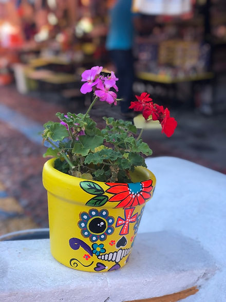 Alma Nativa Latam / Puebla