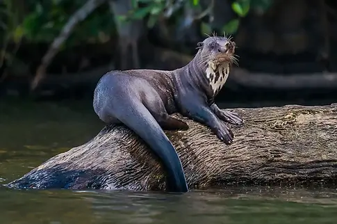Giant-River-Otter.webp