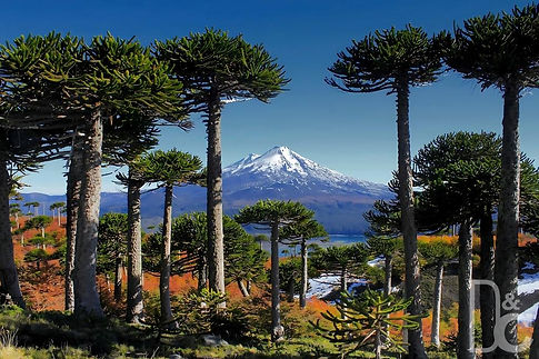 525846-Parque Nacional Huerquehue 25 A-E.jpg
