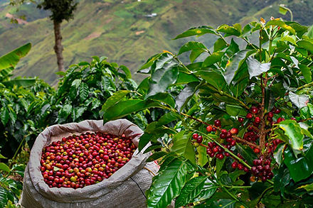 Alma Nativa Latam _ Café de Narino