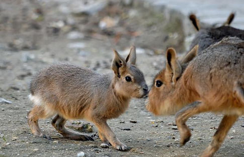 7_mara_patagonica_24292_8_600.jpg