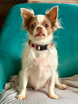 Daisy (Cumbria)